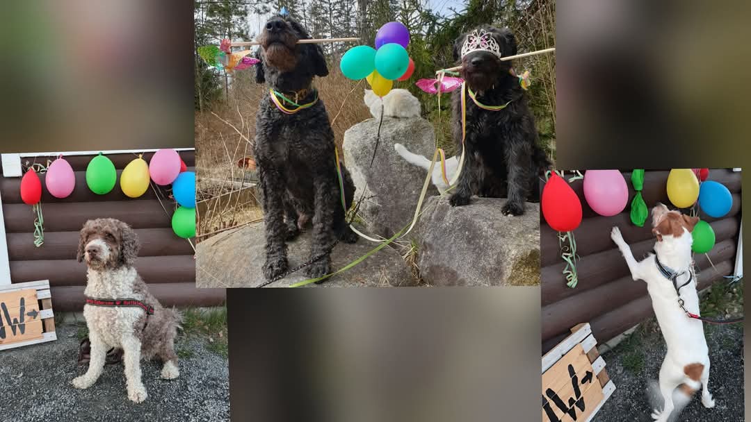 Vappuriehan nosework-kokeet Kuopiossa