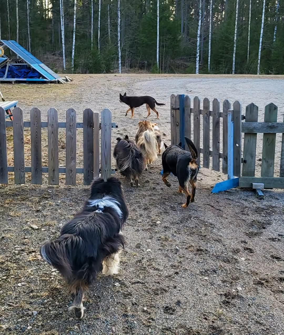 Vakioryhmät Sorsasalon kentällä